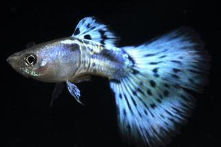  [CHERCHE] Guppys type « blue mosaic » et « blue cobra » 498118a03