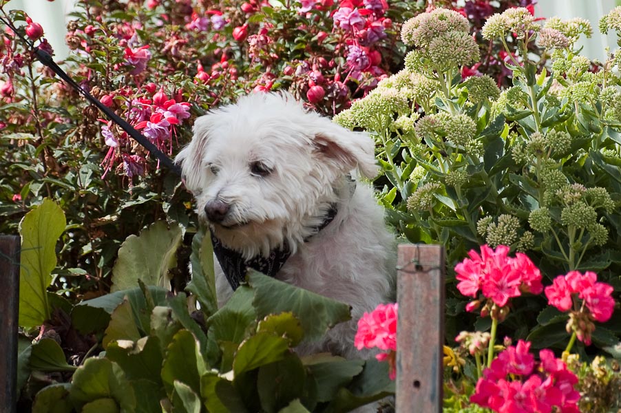 ONYX BICHON MALTAIS 14 ANS ASSO BETES DE SCENES 505317Onyx___13