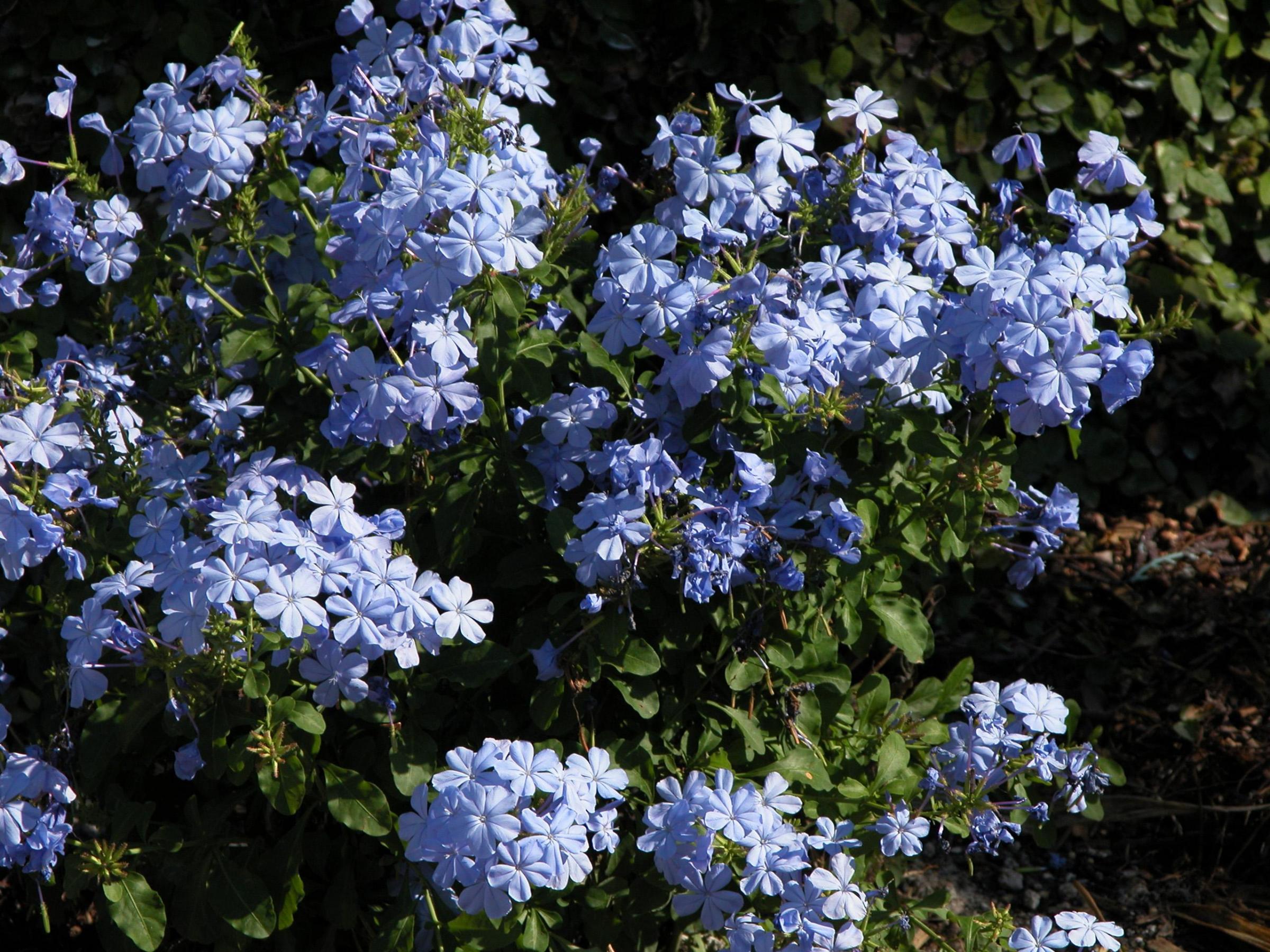 Plumbago Capensis Plumbago Capensis
