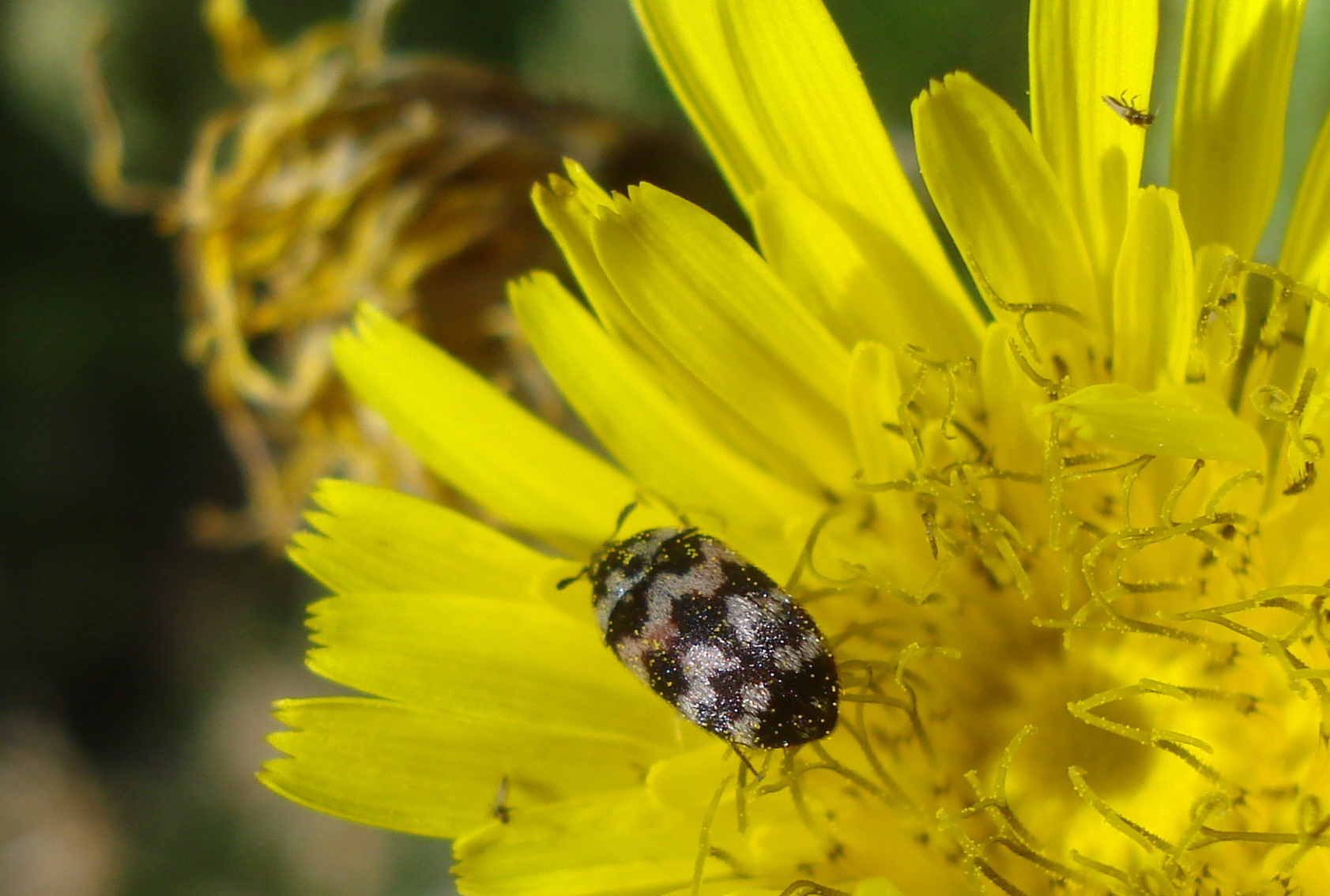 [Anthrenus sp]pièce d'orfévrerie 517942DSC06110