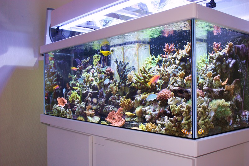 Les plus beau aquariums du forum 520966IMG_1943___Copie