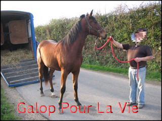 UPPERCUT DU LYS -  TF né en 2008 - adopté en février 2010 par Noele 525297Uppercut2