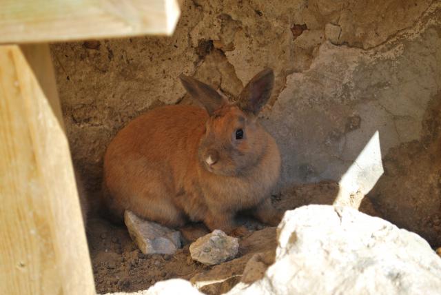 [Adoptées] CHITA et CHUKA, LAPINES, REFUGE FREE DPT (77) 549391DSC_0018