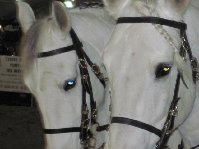 Salon du cheval de Rambouillet 555260IMG_0306_1_