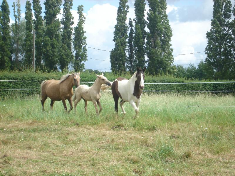 POULICHE PALOMINO IBERIQUE PP CS (Tarif préférentiel avant sevrage) 568291DSC01553