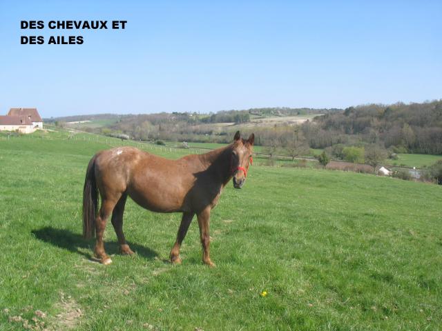 Poupette, jument ONC selle, 18 ans (24) 569537Photos_17.04.2010_017