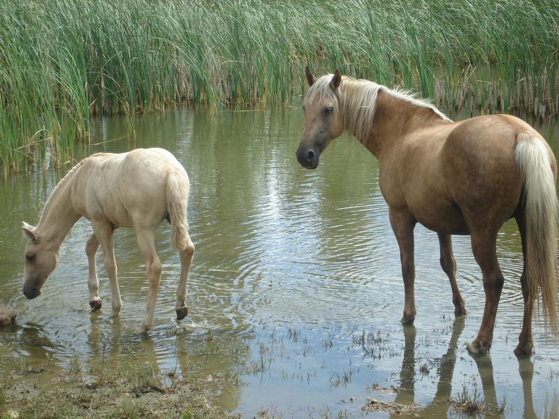 POULICHE PALOMINO IBERIQUE PP CS (Tarif préférentiel avant sevrage) 573982DSC01549