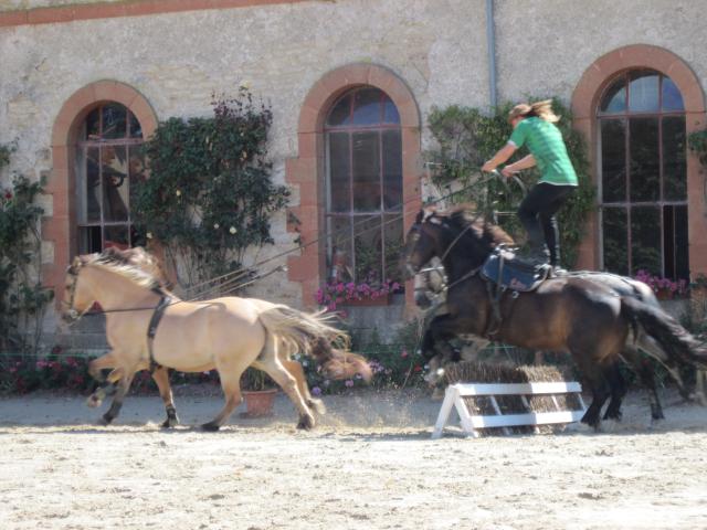 visite aux haras d'Hennebont (56) 586092IMG_0684_1_