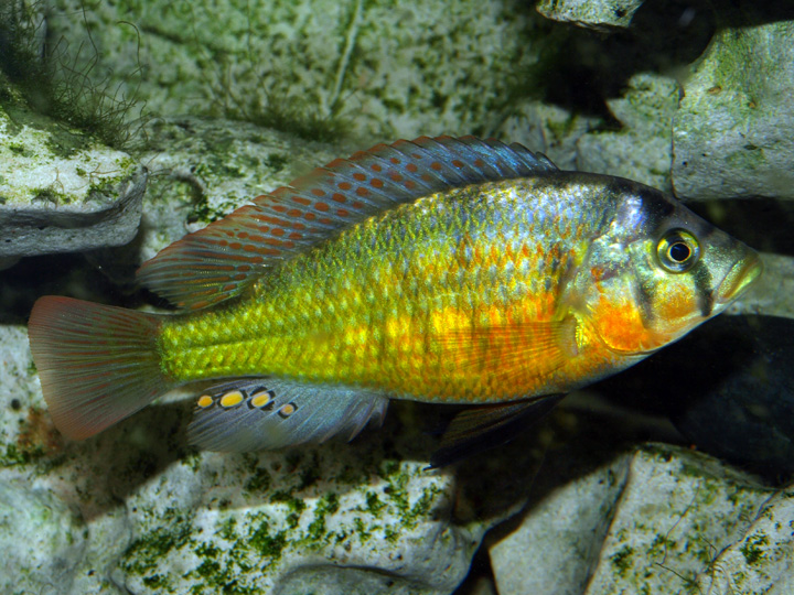 Haplochromis sauvagei Makobe 587991P6306696