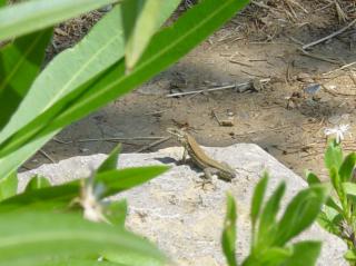 photos de reptiles et amphibiens de vos jardins - Page 7 594153DSC06579