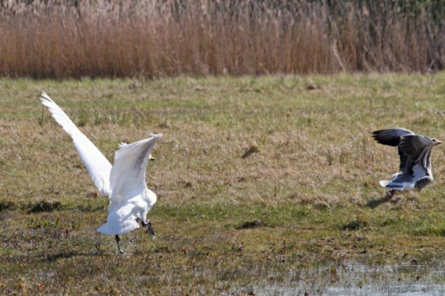 Parc ornithologique du Marquenterre 596378Marquenterre_Avril_2010_RAW_308_DxO_raw__800x600_