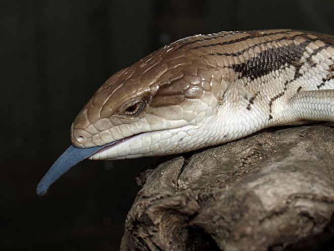 TILIQUA SCINCOIDES - Scinque géant à langue bleue 596864blue_head