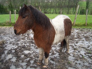 PIPO - OI Poney né en 1990 - adopté en septembre 2009 par Justine et Janine 597249PIPO_CHALAIS___3_