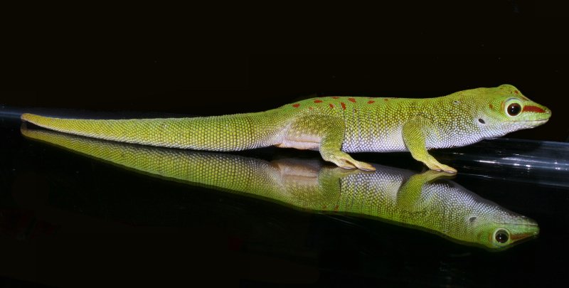 PHELSUMA MADAGASCARIENSIS GRANDIS - Gecko géant de Madagascar 59778large