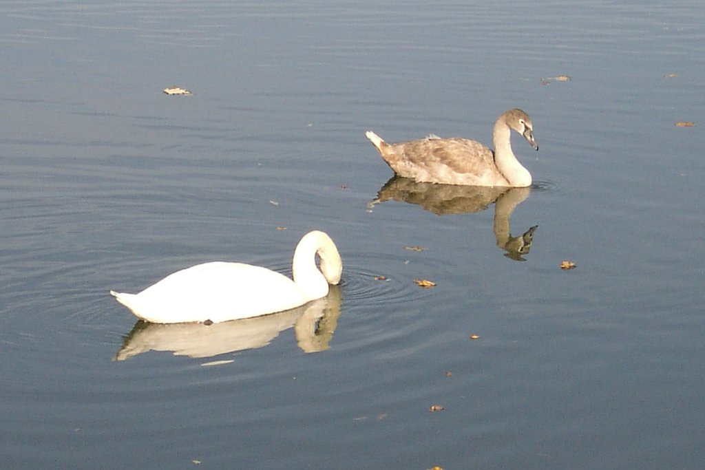 Cygne sur la Meuse 598104Cygne_noir_cygne_blanc_201005_s1