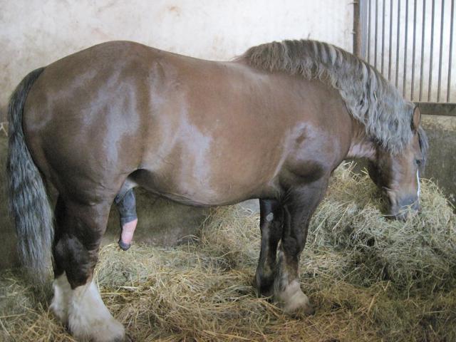 visite aux haras d'Hennebont (56) 608071IMG_0630_1_