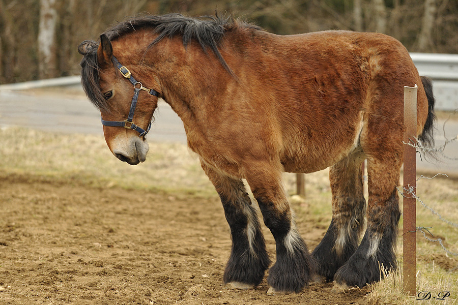 Chevaux de trait 6162942010_03_14_880