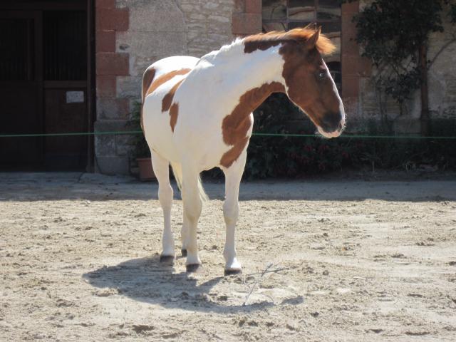 visite aux haras d'Hennebont (56) 627104IMG_0667_1_