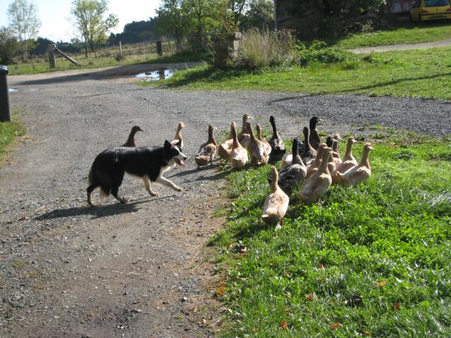 Cléa et ses canards 627143927