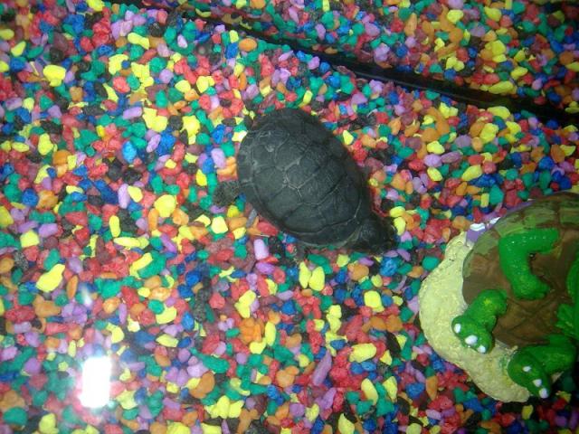 Ma petite tortue 630262photo020