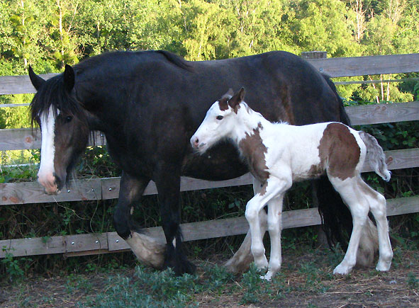 AZGAD TAN-ALASKA Frisbie x Callaghan-photos P3 63451IMG_7838