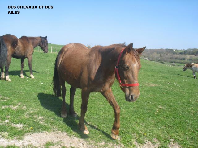 Poupette, jument ONC selle, 18 ans (24) 639750Photos_17.04.2010_005