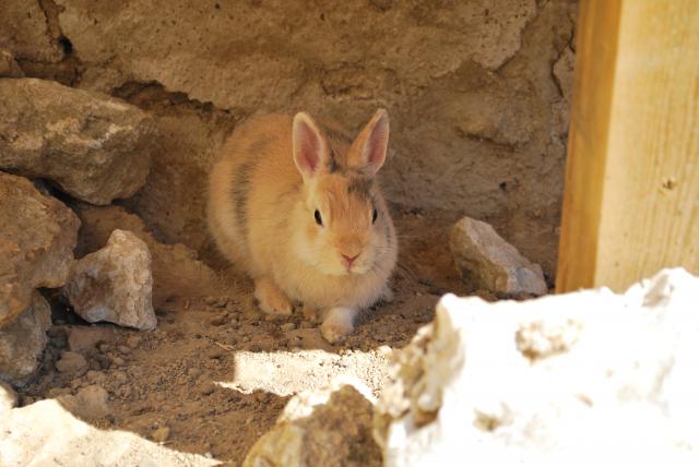 [Adoptées] CHITA et CHUKA, LAPINES, REFUGE FREE DPT (77) 648238DSC_0012