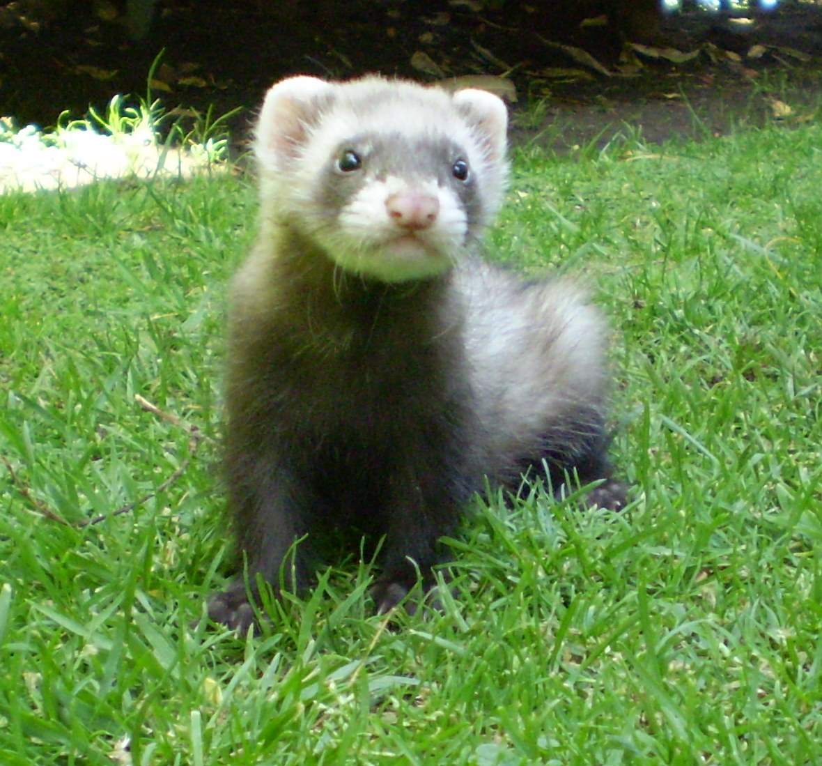 MUSTELA PUTORIUS Furo - Furet 65087611996372