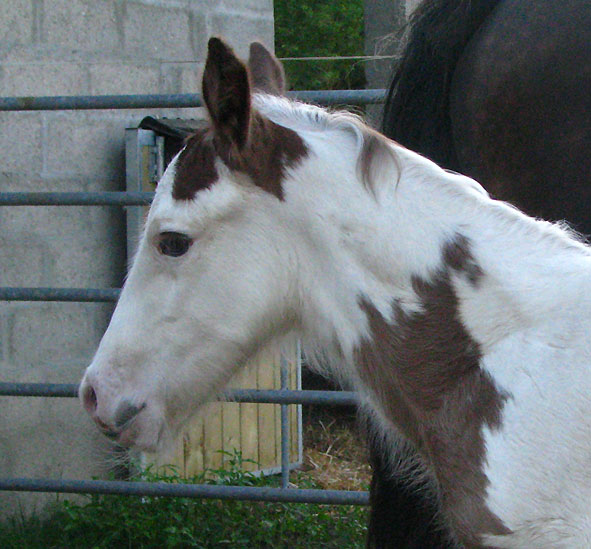 AZGAD TAN-ALASKA Frisbie x Callaghan-photos P3 659835IMG_7818