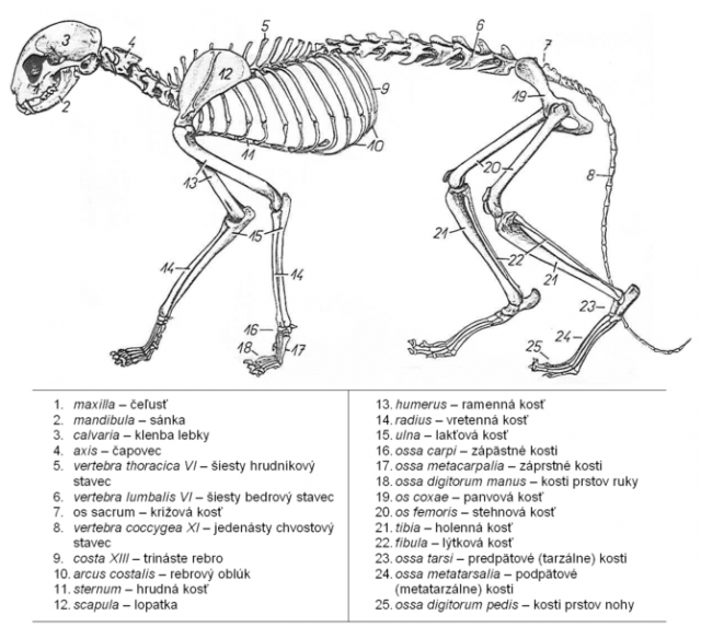 Fiche technique : Le chat 663869669px_Kostra_ma__269_ky