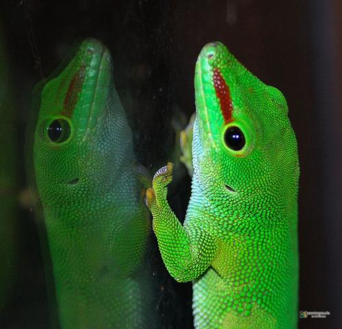 PHELSUMA MADAGASCARIENSIS GRANDIS - Gecko géant de Madagascar 666032Grosser_Madagaskar_Taggecko_Phelsuma_madagascariensis_grandis_0001.preview