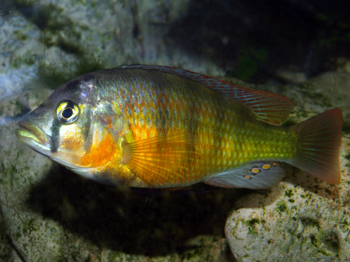 Haplochromis sauvagei Makobe 669639P6306691