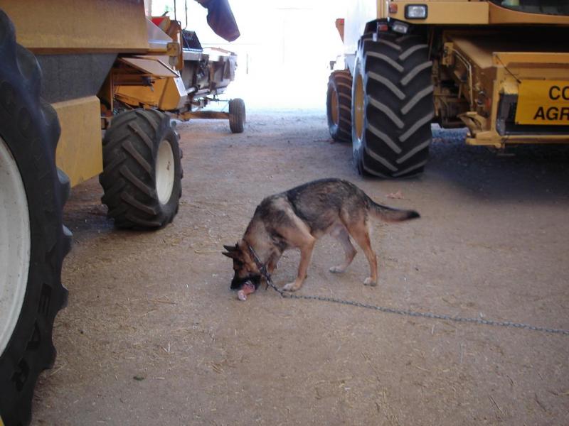 Votre chien de ferme,de maison,de co-pilote,de garde. - Page 2 670484interceptor_1