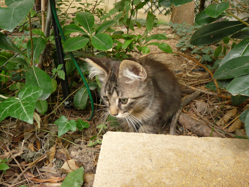 Animaux en mouvement / Oiseaux en vol 675320chaton6