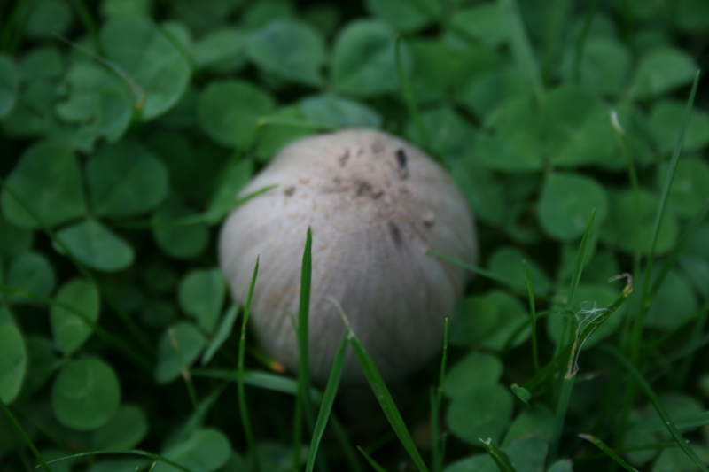 Les champignons de mon jardin. - Page 2 676509DPP_2079