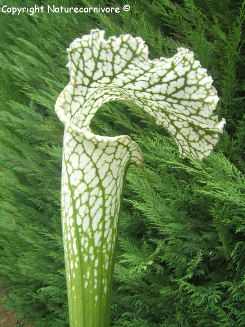 De retour avec quelques tubes.. 678340SL01_Sarracenia_leucophylla____Thibo_el_lobo_