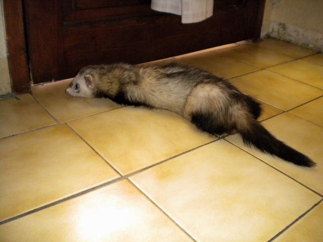 furet mle trouv  bgles 68605DSCN1711