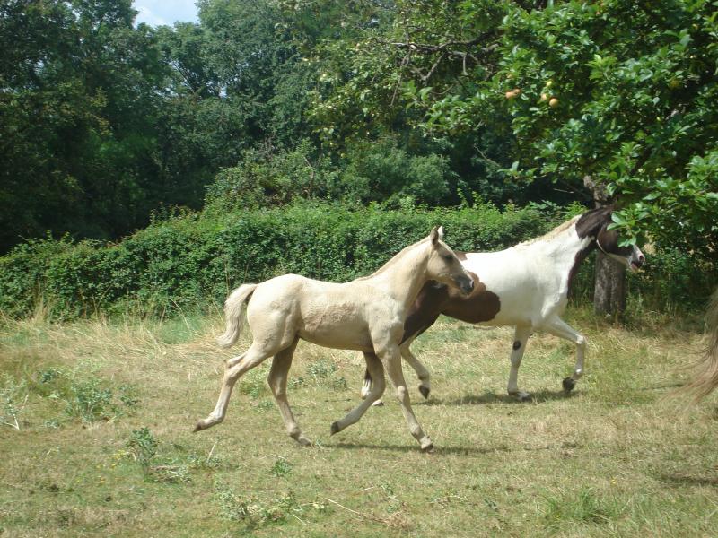 POULICHE PALOMINO IBERIQUE PP CS (Tarif préférentiel avant sevrage) 687879DSC01546