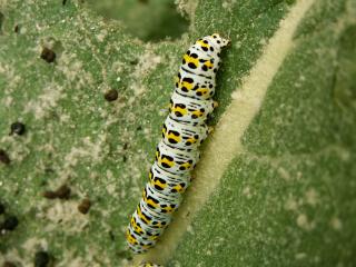 le déffilé des chenilles et des papillons 69144chenille2