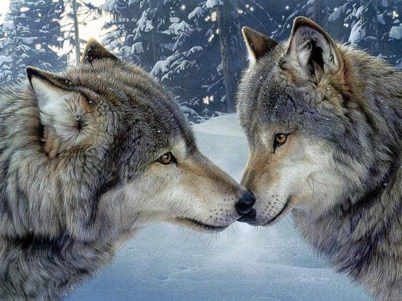 -Curiosité de la nature + autres articles???Le saviez-vous ?+autres 691981les_loups