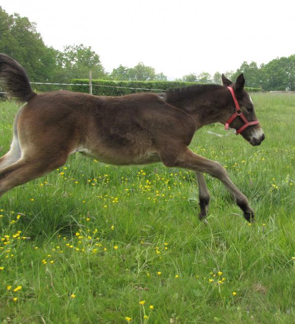 Aiyana d'Eden (SF x jument type Appaloosa) 692413IMG_1371