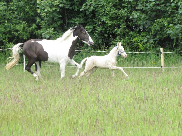 Atento d'Eden (Barbe x Race Crème) 69739IMG_1512