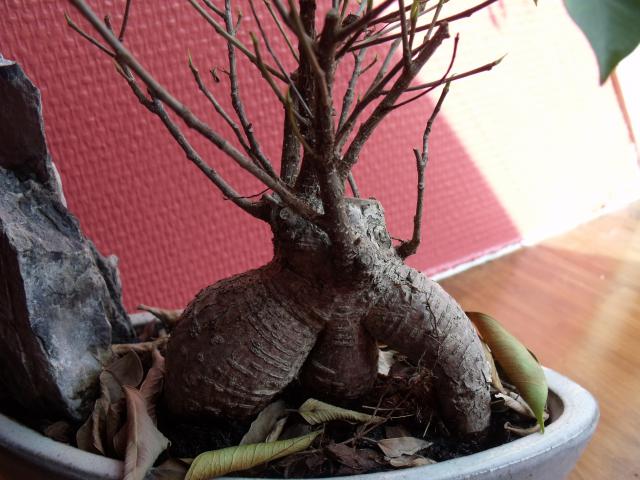 help bonsai ficus 6977222010_06050007