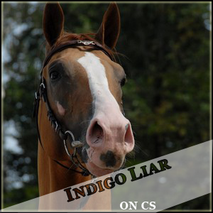 Indigo Liar -E- Holstein 703531indigoliar