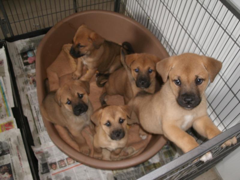 5 chiots x dogue de bordeaux x malamute 716119GEDC0188