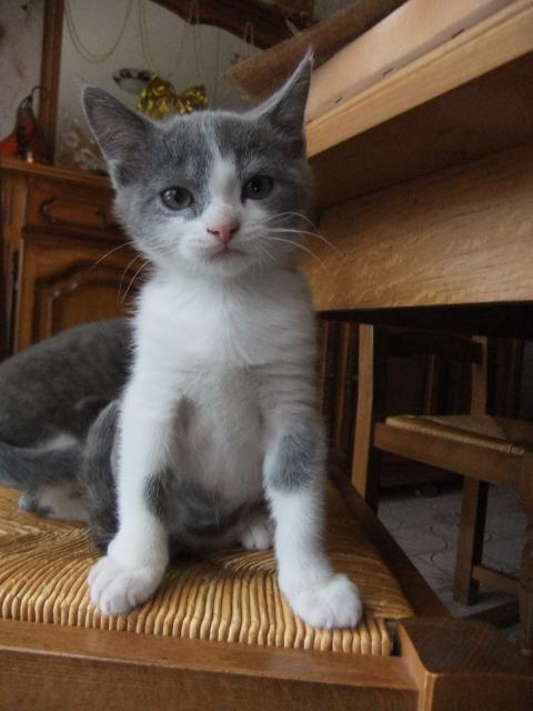 3 adorables chatons gris et blancs à adopter! 717311DSCF0425