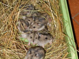 9 BB hamster russe  et 1 mâle adulte 722516DSCN0110