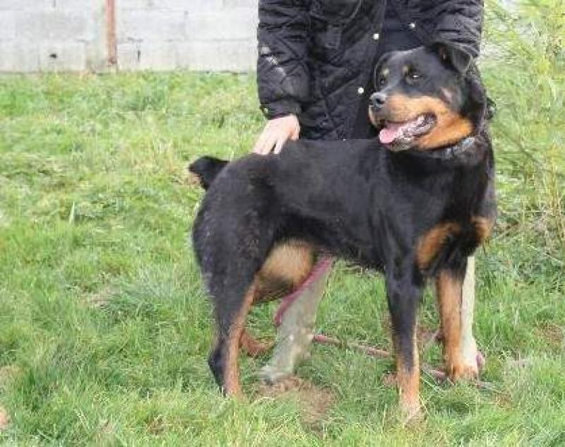 Xena, femelle, 9 ans (39) 724495bv000012