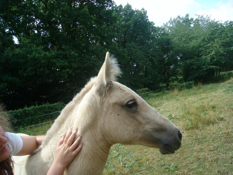 POULICHE PALOMINO IBERIQUE PP CS (Tarif préférentiel avant sevrage) 725794DSC01504