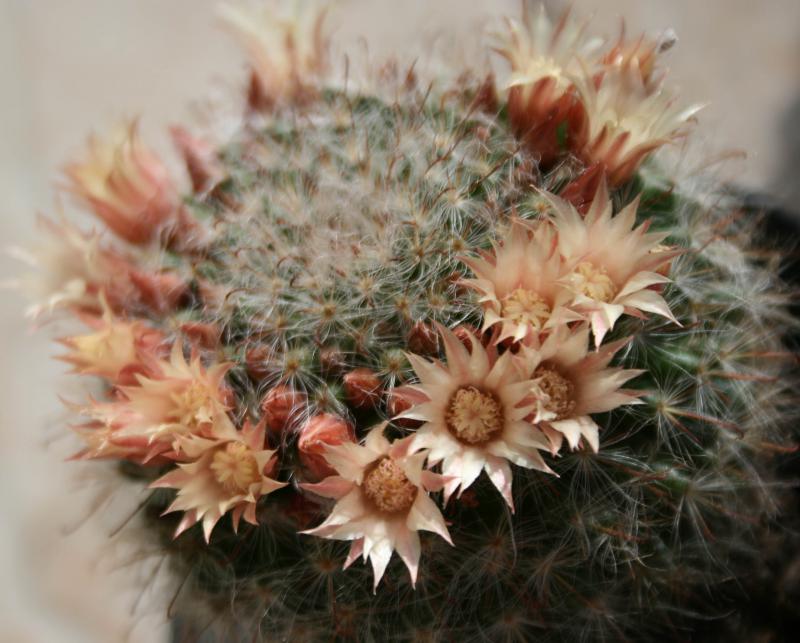  - Le Portail 727090mammillaria_bocasana_ssp_bocasana_fleuri